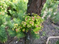 Euphorbia cyparissias Sege park, Malmö, Skåne, Sweden 20170706_IMG_1247