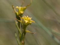 Euphorbia cyparissias et Uromyces pisi-sativi Knösen, Falsterbohalvön, Vellinge, Skåne, Sweden 20170501_0130