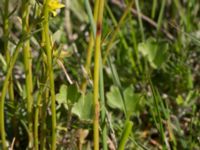 Euphorbia cyparissias et Uromyces pisi-sativi Knösen, Falsterbohalvön, Vellinge, Skåne, Sweden 20170501_0134