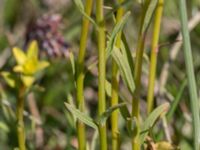 Euphorbia cyparissias et Uromyces pisi-sativi Knösen, Falsterbohalvön, Vellinge, Skåne, Sweden 20170501_0136