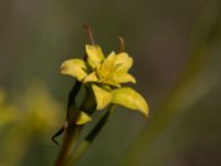 Euphorbia cyparissias et Uromyces pisi-sativi Knösen, Falsterbohalvön, Vellinge, Skåne, Sweden 20170501_0139