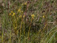 Euphorbia cyparissias et Uromyces pisi-sativi Knösen, Falsterbohalvön, Vellinge, Skåne, Sweden 20170501_0141