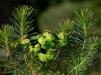 Euphorbia cyparissus Ulricedal, Malmö, Skåne, Sweden 20190618_0043
