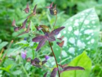 Euphorbia dulcis Borgarparken, Lund, Skåne, Sweden 20180517_0007