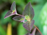 Euphorbia dulcis Borgarparken, Lund, Skåne, Sweden 20180517_0012