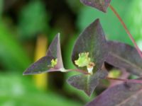 Euphorbia dulcis Borgarparken, Lund, Skåne, Sweden 20180517_0014