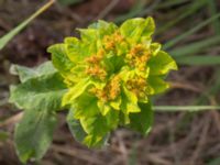 Euphorbia epithymoides Horna Fure, Åhus, Kristianstad, Skåne, Sweden 20170528_0118