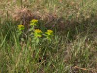 Euphorbia epithymoides Horna Fure, Åhus, Kristianstad, Skåne, Sweden 20170528_0120