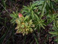 Euphorbia epithymoides Pallersområdet, Åhus, Kristianstad, Skåne, Sweden 20170719_0229