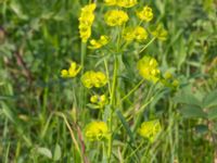 Euphorbia esula ssp. esula Surfklubben, Klagshamns udde, Malmö, Skåne, Sweden 20160529_0003