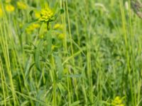 Euphorbia esula ssp. esula Surfklubben, Klagshamns udde, Malmö, Skåne, Sweden 20160529_0006