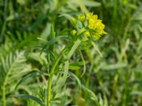 Euphorbia esula ssp. esula Surfklubben, Klagshamns udde, Malmö, Skåne, Sweden 20160529_0008