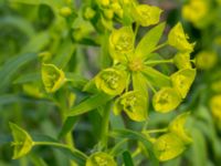 Euphorbia esula ssp. esula Surfklubben, Klagshamns udde, Malmö, Skåne, Sweden 20160529_0010