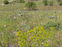 Euphorbia esula ssp. esula Valley 1.1 km WSW Dalis Reservoir Tower, Chachuna, Kakheti, Georgia 20180427_3182
