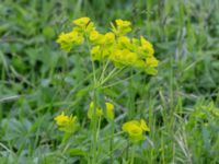 Euphorbia esula ssp. tommasiniana Lindängelunds rekreationsområde, Malmö, Skåne, Sweden 20170529_0050