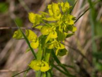 Euphorbia esula ssp. tommasiniana Scoutstugan, Bunkeflo strandängar, Malmö, Skåne, Sweden20170520_0008