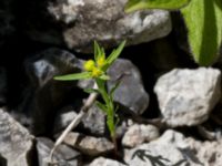 Euphorbia exigua Ö hamnen, Klagshamns udde, Malmö, Skåne, Sweden 20150702_0063