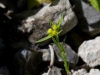 Euphorbia exigua Ö hamnen, Klagshamns udde, Malmö, Skåne, Sweden 20150702_0066