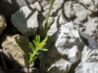 Euphorbia exigua Ö hamnen, Klagshamns udde, Malmö, Skåne, Sweden 20150702_0069