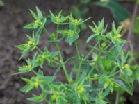 Euphorbia exigua Tjustorps industriby, Svedala, Skåne, Sweden 20170701_0092