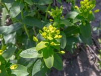Euphorbia glareosa Ananuri, Mtskheta-Mtianeti, Georgia 20180426_3305