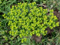 Euphorbia helioscopia Leråkra, Flädie, Lomma, Skåne, Sweden 20160715_0019