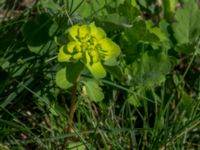 Euphorbia helioscopia Lokstallarna, Malmö, Skåne, Sweden 20150625_0079