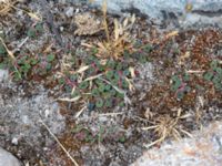 Euphorbia maculata Rådhustorget, Falsterbohalvön, Vellinge, Skåne, Sweden 20160617_0272