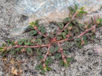 Euphorbia maculata Rådhustorget, Falsterbohalvön, Vellinge, Skåne, Sweden 20160617_0278