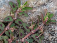 Euphorbia maculata Rådhustorget, Falsterbohalvön, Vellinge, Skåne, Sweden 20160617_0279