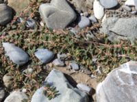 Euphorbia maculata River Thagapsh, Lazarevskoye, Krasnodar, Russia 20160913_0489