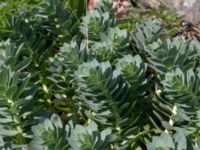 Euphorbia myrinites Hästtången, Rörö, Öckerö, Bohuslän, Sweden 20190717_0045