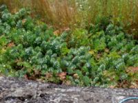 Euphorbia myrinites Hästtången, Rörö, Öckerö, Bohuslän, Sweden 20190717_0054