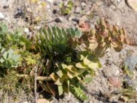 Euphorbia myrsinites Utfyllnad Oljesjön, Oljehamnen, Malmö, Skåne, Sweden 20210616_0129