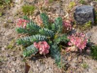 Euphorbia myrsinites Utfyllnad Oljesjön, Malmö, Skåne, Sweden 20210714_0010