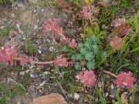 Euphorbia myrsinites Utfyllnaden Oljesjön, Malmö, Skåne, Sweden 20220628_0068