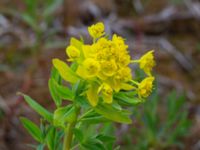 Euphorbia palustris Fuktäng, Gyllins trädgård, Malmö, Skåne, Sweden 20200512_0055