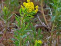 Euphorbia palustris Fuktäng, Gyllins trädgård, Malmö, Skåne, Sweden 20200512_0056