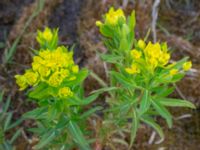 Euphorbia palustris Fuktäng, Gyllins trädgård, Malmö, Skåne, Sweden 20200512_0058