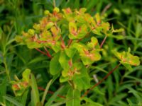 Euphorbia palustris Fuktäng, Gyllins trädgård, Malmö, Skåne, Sweden 20210711_0046