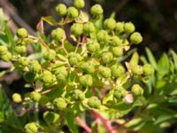 Euphorbia palustris Gessie ängar, Vellinge, Skåne, Sweden 20170703_0017