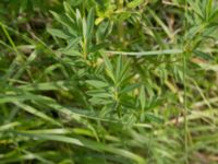 Euphorbia palustris Gessie villastad, Vellinge, Skåne, Sweden 20150621_0061