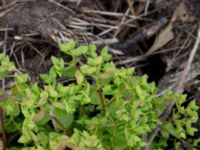 Euphorbia peplus Deponi Sankt Hans backar, Lund, Skåne, Sweden 20170623_0056