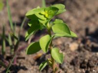 Euphorbia peplus Fjärilsstigen, Bunkeflostrand, Malmö, Skåne, Sweden 20160604_0053