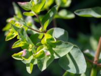 Euphorbia peplus Lindängelunds rekreationsområde, Malmö, Skåne, Sweden 20150930_0019