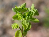 Euphorbia peplus Lokstallarna, Malmö, Skåne, Sweden 20160725_0082