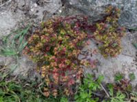 Euphorbia peplus Strandhem, Bunkeflo strandängar, Malmö, Skåne, Sweden 20190412_0008