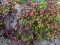 Euphorbia peplus Strandhem, Bunkeflo strandängar, Malmö, Skåne, Sweden 20190412_0009