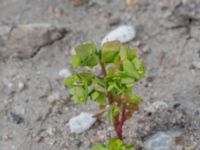 Euphorbia peplus Swedechrome, Norra hamnen, Malmö, Skåne, Sweden 20150724_0042