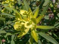 Euphorbia regis-jubae Cap Rihr, Morocco 20180225_0484